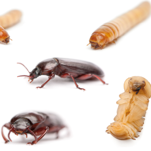 Slotevent Entomospeed - grootschalige insectenkweek versnellen