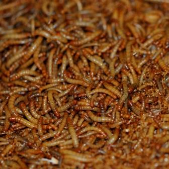 Proefcentrum Herent en NPW focussen zich nu ook op meelwormen
