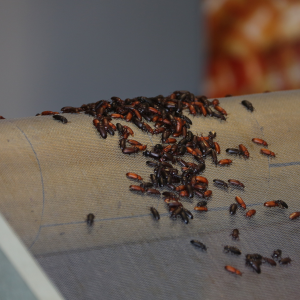 Versnellen van de meelwormenkweek met behulp van een 'kever-poppen-scheider'