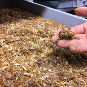 Vochtig voer voor meelwormen, een praktische uitdaging