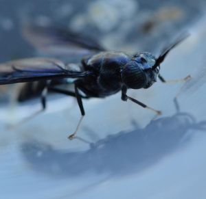 Zwarte soldatenvlieg boosten met micro-organismen